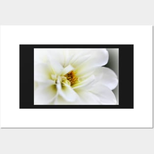 White Dahlia Posters and Art